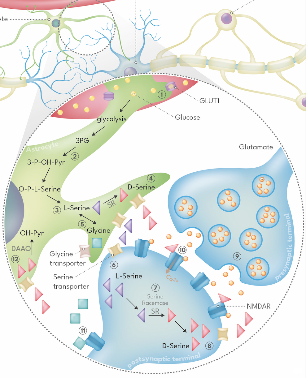 Illustration related to L-serine and GRIN-related neurodevelopmental disorders.